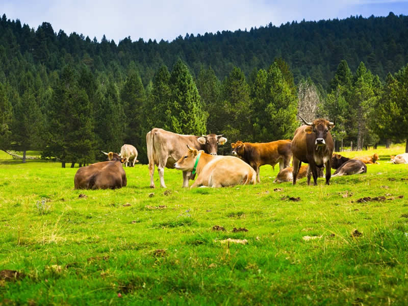 Kurban Kesimi Nasıl Yapılır?